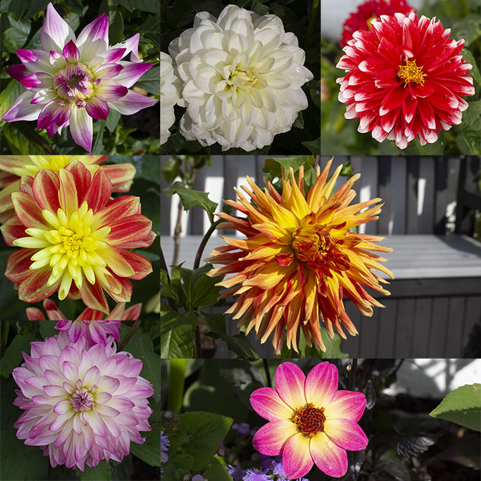 Dahlias