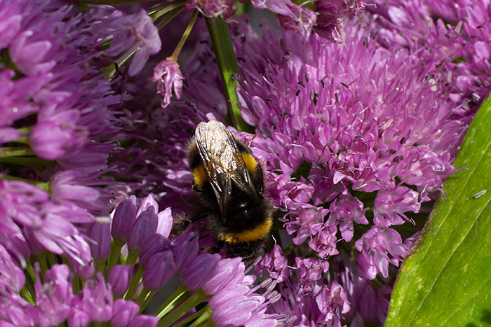 bee on allium