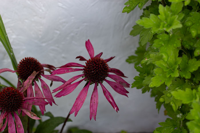 Echinacea