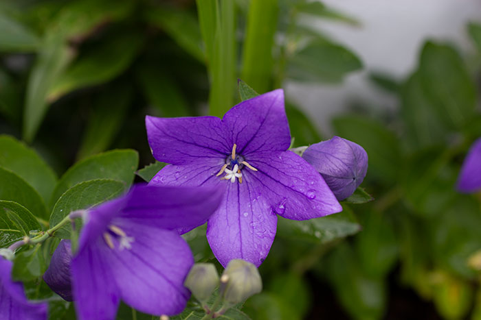 purple flower