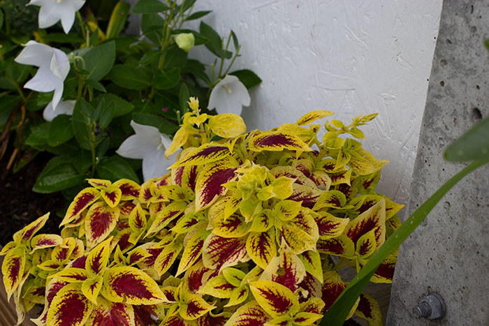 Coleus
