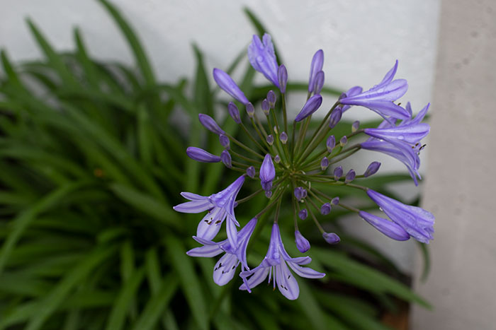 Agapanthus