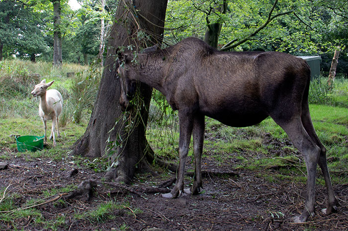 knowsley safari park moose