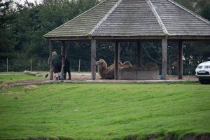Knowsley Safari Park. September 2021