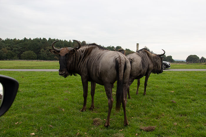 Animals at Knowsley
