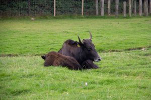 Yak with baby