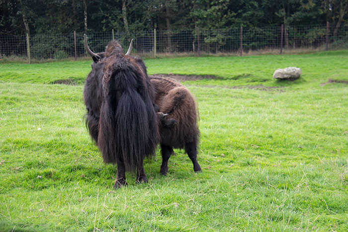 Yak with baby