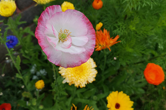 dual colour poppy