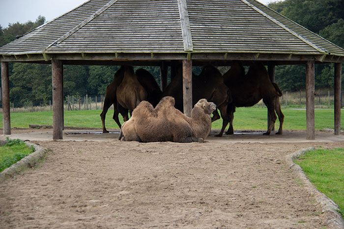 Camels