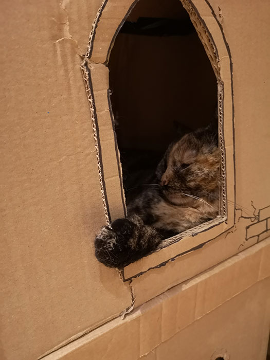 Cat in the cardboard castle