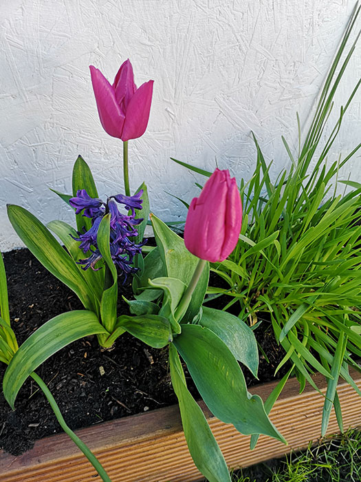 Tulips in the raisedbed