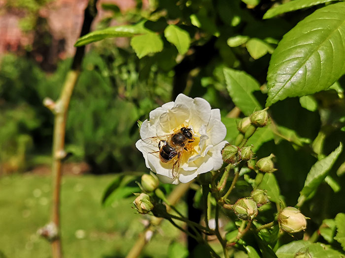 bee on a rose