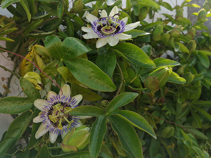 passiflora in bloom