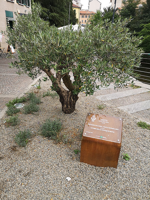 Olive tree