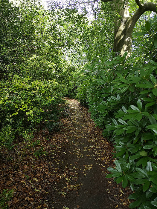 path in the forest