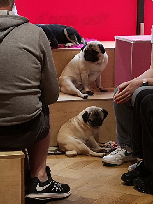 pugs