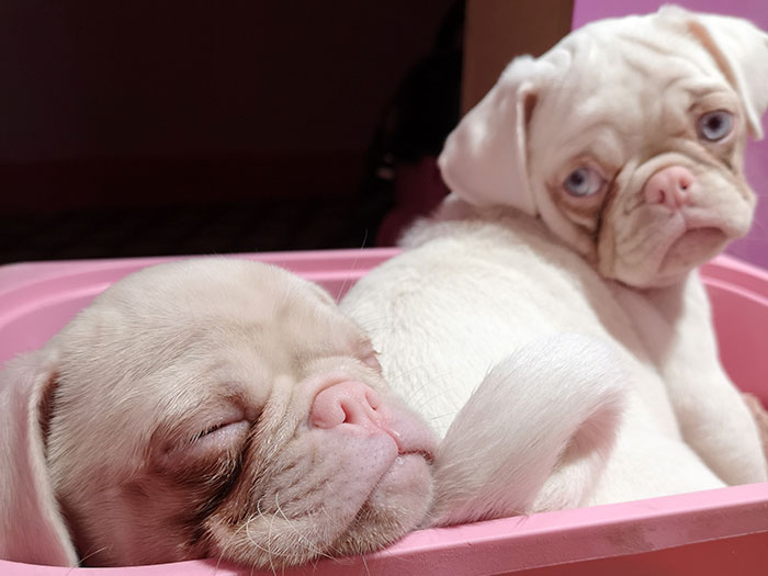 sleeping baby pugs