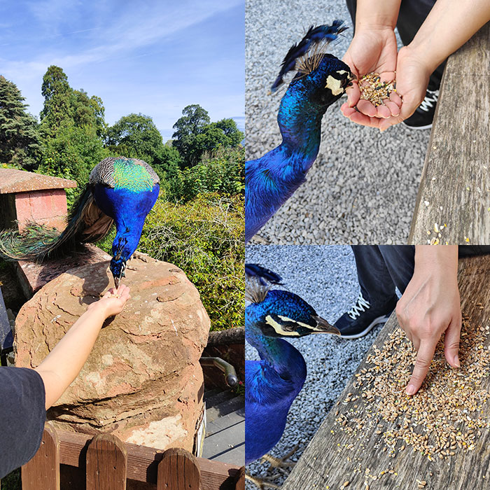 peacock feeding