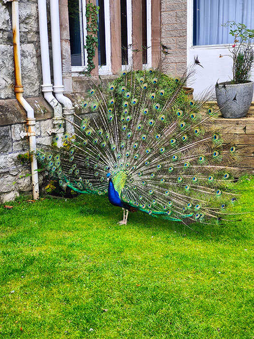peacock