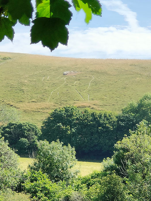 Cerne Giant close up