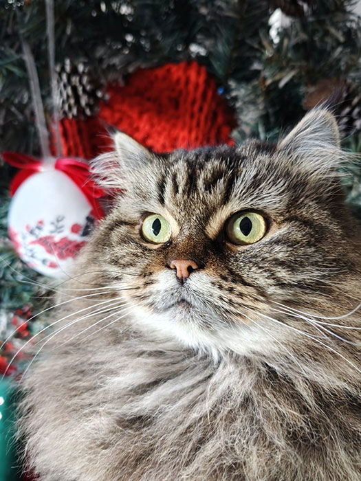 Meowry Christmas