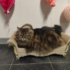 Volya’s 7th birthday